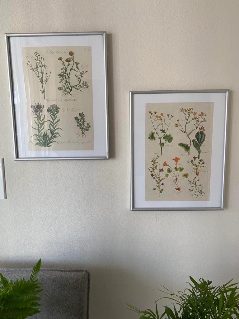 Pale Botanical Prints in Light Frames
