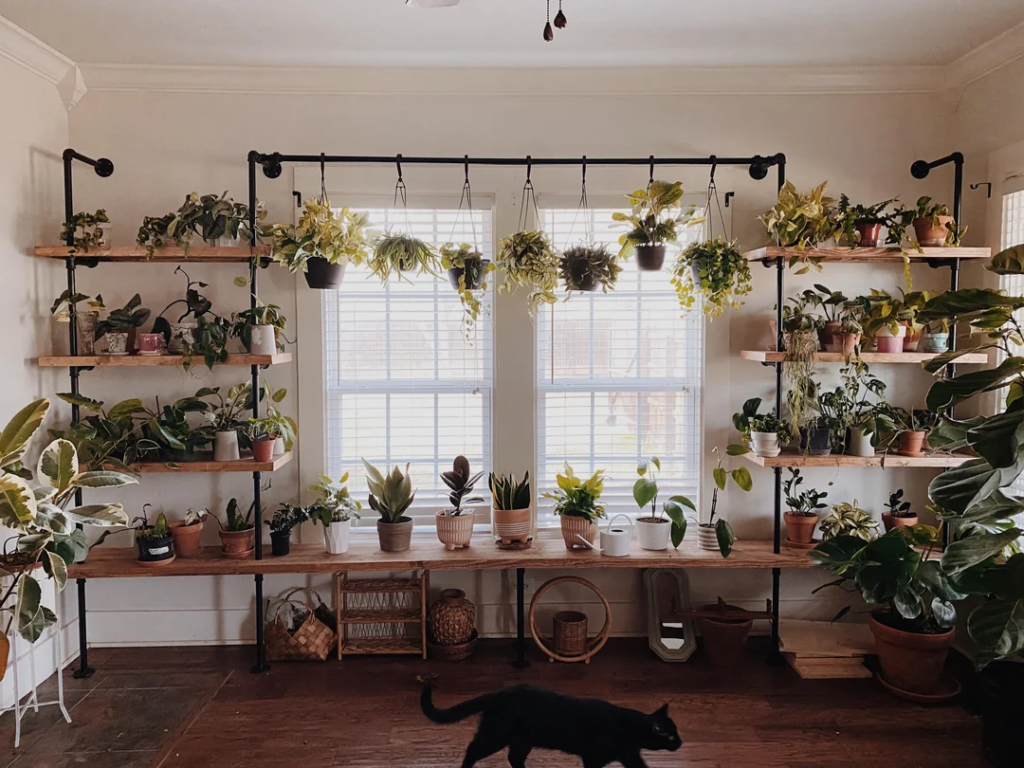 A Plant Shelf Dedicated Entirely to Greenery