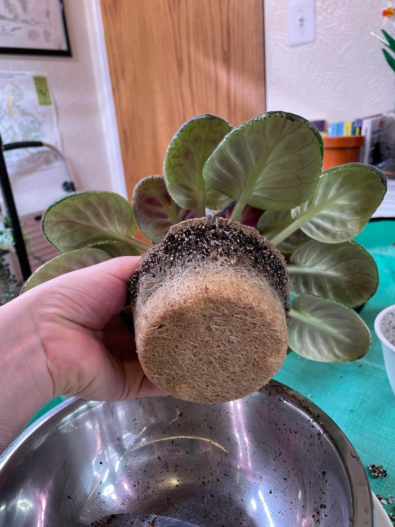 Matte Ceramic Pots in Neutral Tones