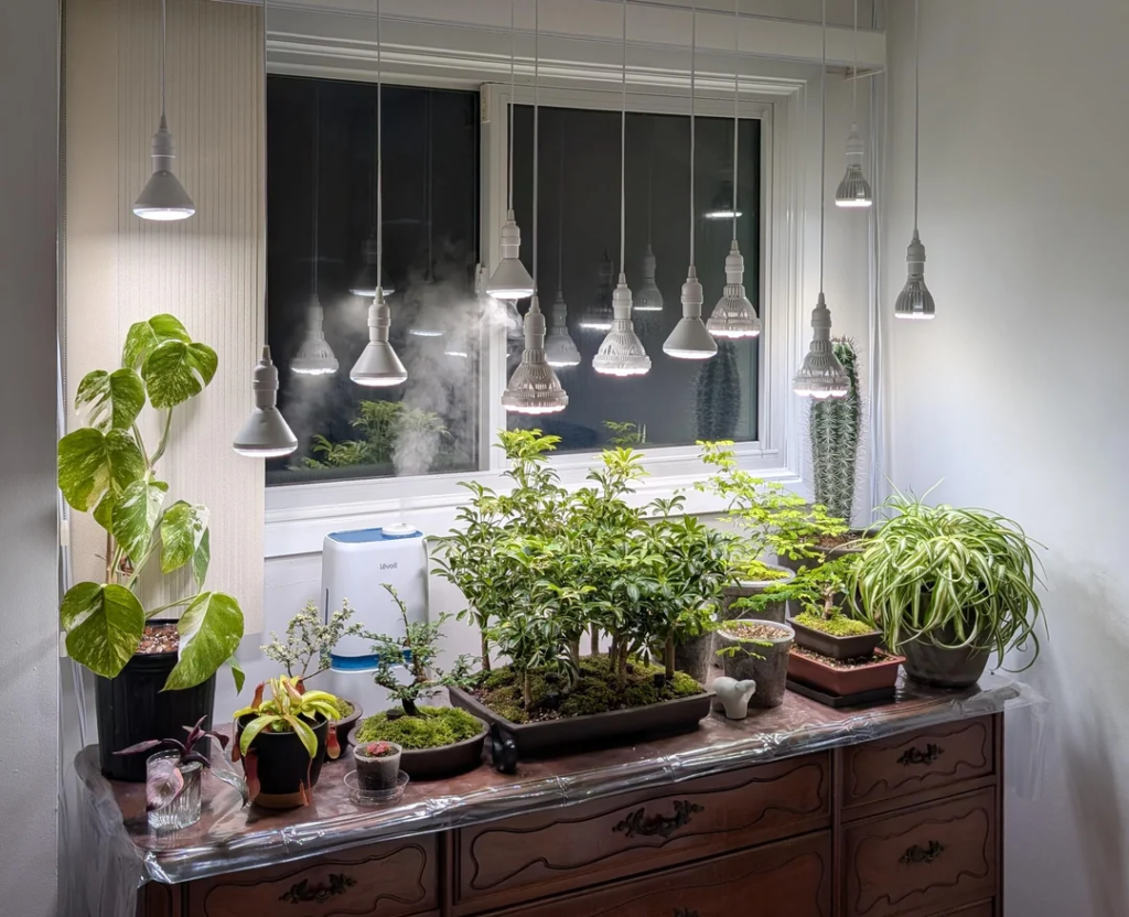 The Right Plant for the Right Light
