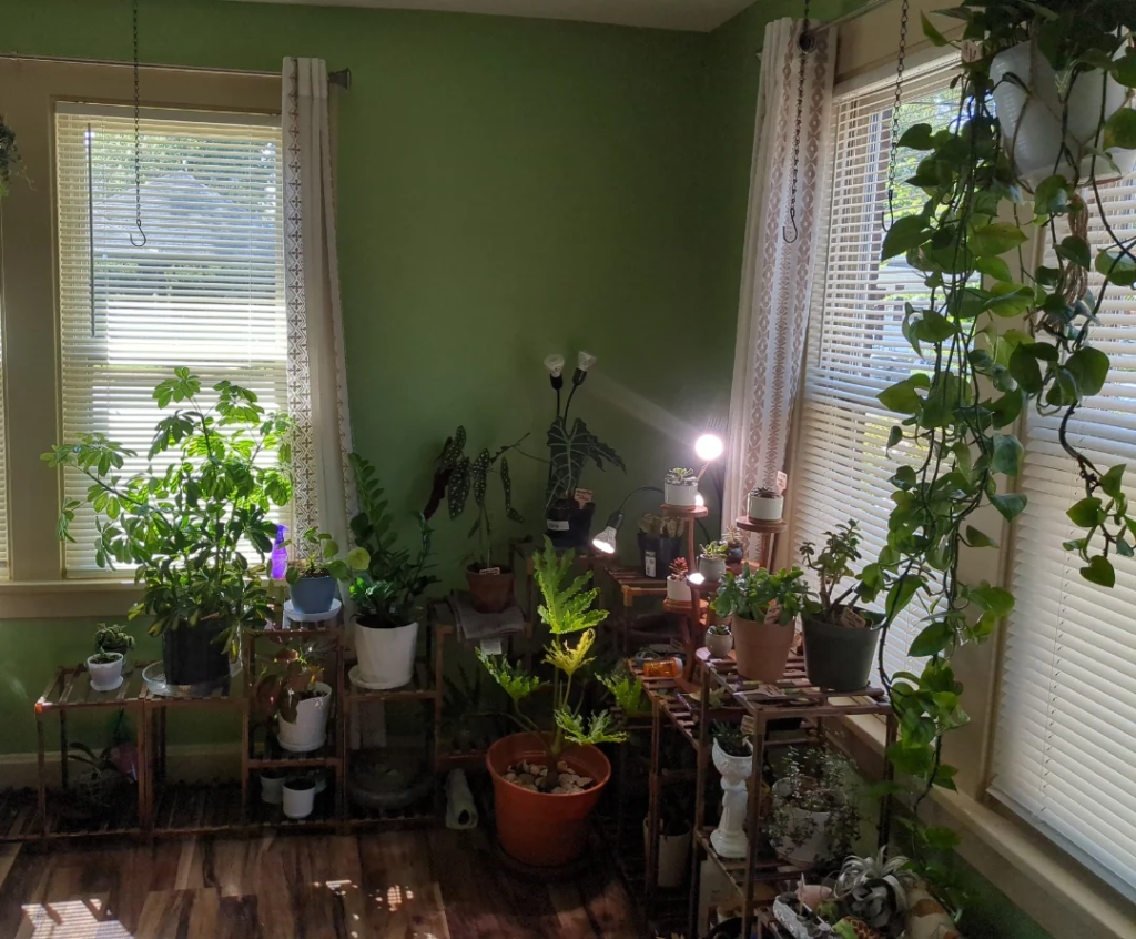 Watering Correctly — Less Is Usually More