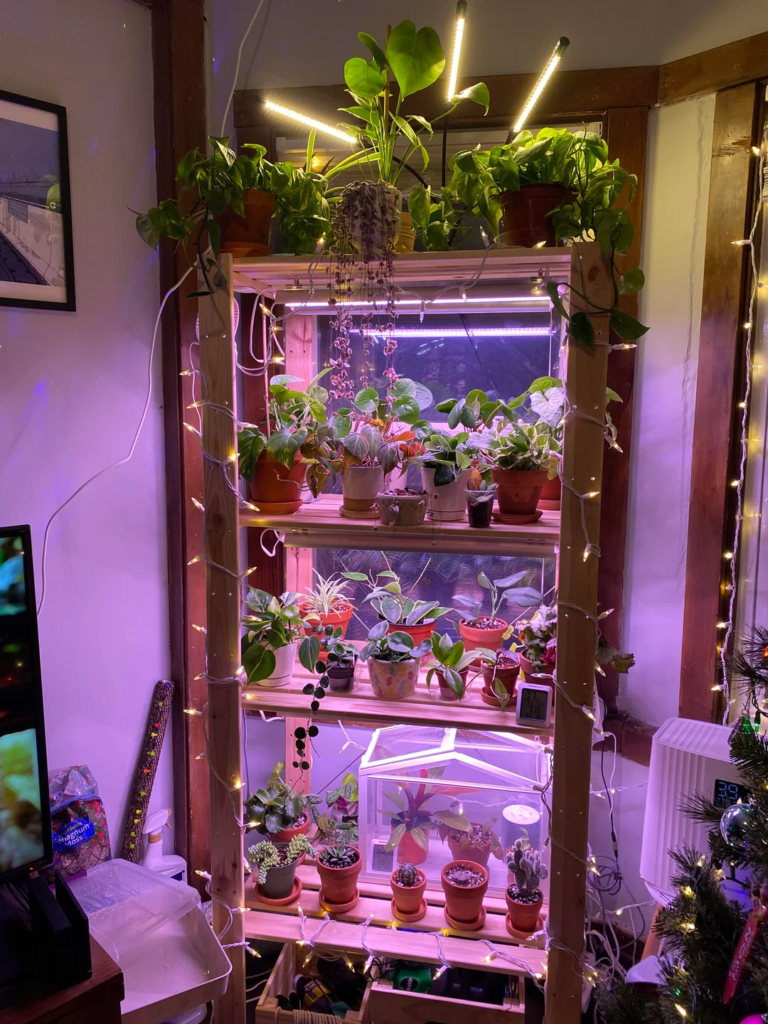 Cleaning Plant Leaves for Maximum Visual Impact