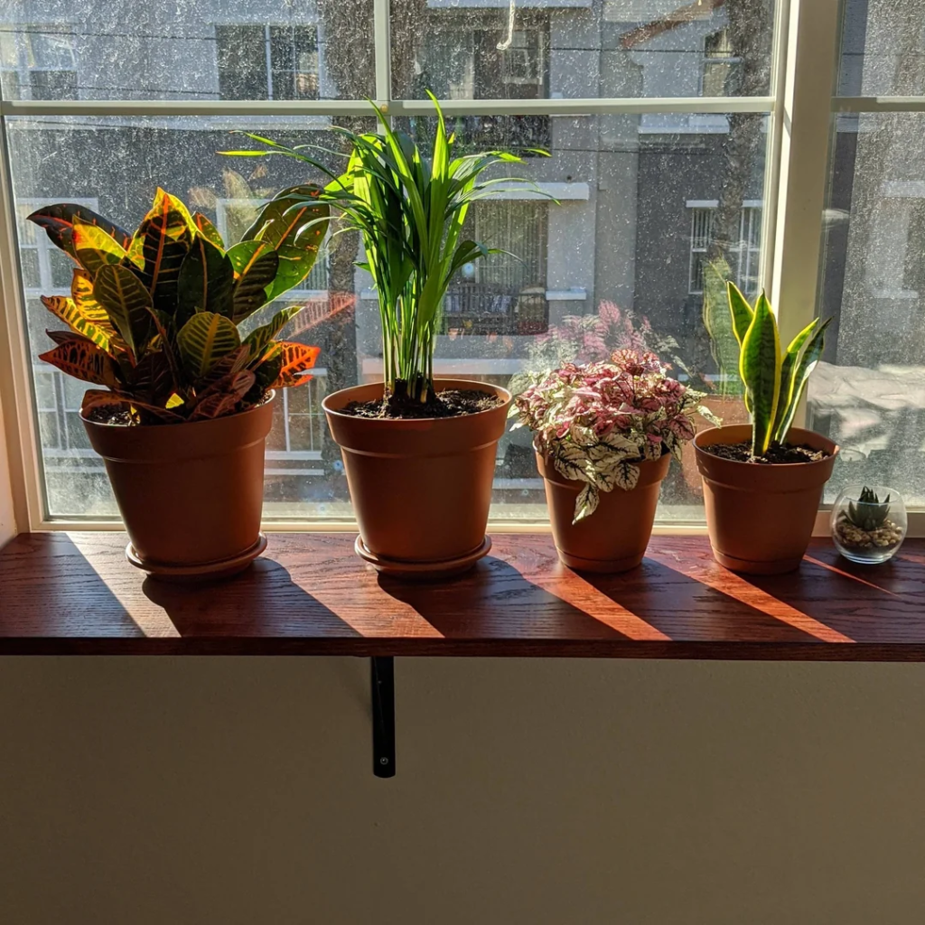 A Windowsill Plant Ledge