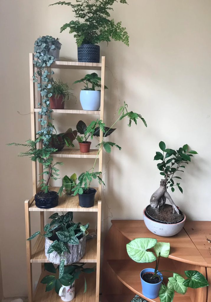 A Bedroom Plant Shelf for Calm