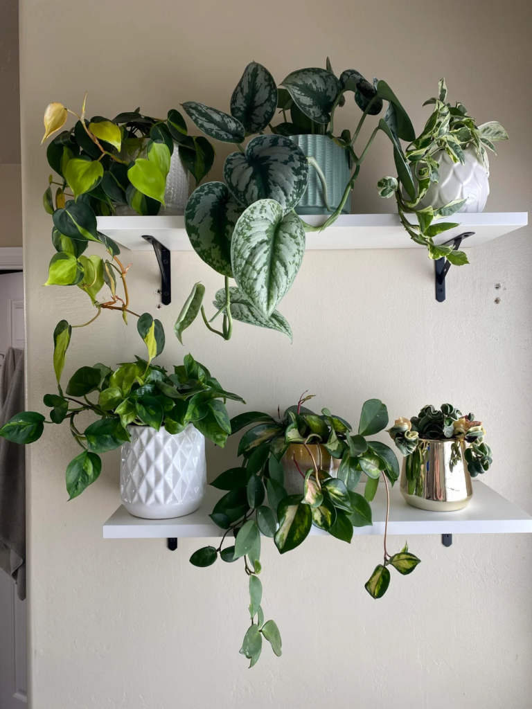 Mixing Trailing and Upright Plants on Every Shelf
