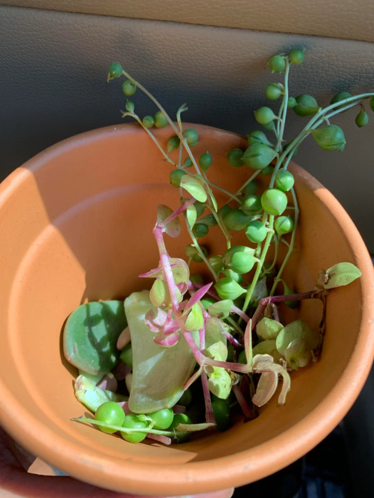 Propagation Cuttings as Part of the Display