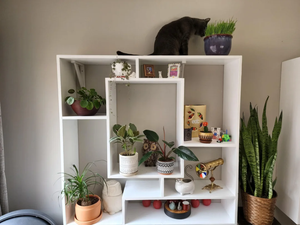 A Plant Shelf Maintenance Ritual