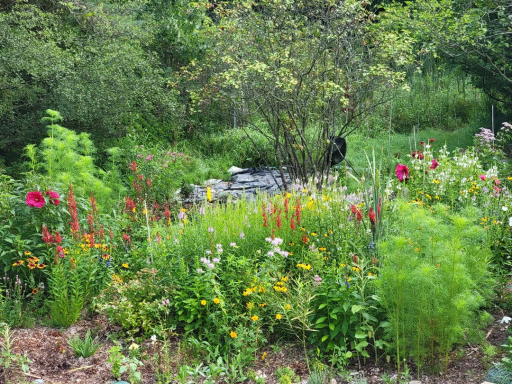 Natural Plants for Organic Life and Color